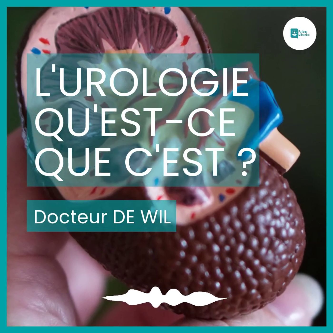 L'urologie, qu'est-ce que c'est ? - Docteur De Wil